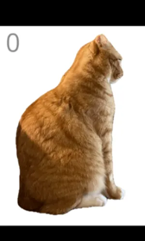 给猫梳毛