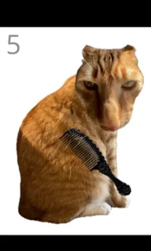 给猫梳毛